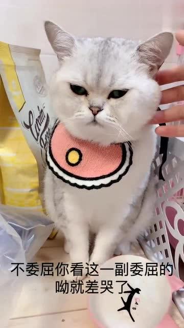 娱乐吃瓜君猫生气歌