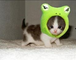 娱乐吃瓜君猫生气歌